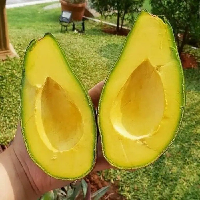 Alpukat Mentega